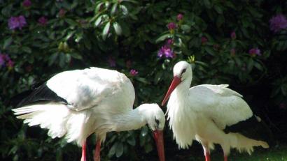 Symbolbild: Gerhard Götz
Storchennest: Diesen Namen bekommt der neue Kindergarten in Diendorf.
