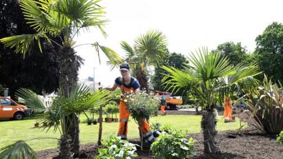 Bild: Petra Hartl
Sie sind groß gewachsen und haben schon ein stattliches Alter erreicht: die Palmen der Stadtgärtnerei. Eine Herausforderung ist es durchaus, sie vom Winterquartier in den Gewächshäusern an der Ohmstraße in die Sommerfrische draußen zu bringen.