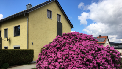 Bild: tu
Allerorts ist eine Blumenpracht in der Landschaft und den Gärten zu bewundern. Hier ein schöner Rhododendronbusch in Pleystein.