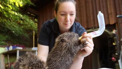 Bild: Benjamin Liss/dpa
Die Tierpflegerin Stephanie Schwarz füttert ein Biber-Baby mit Milch.