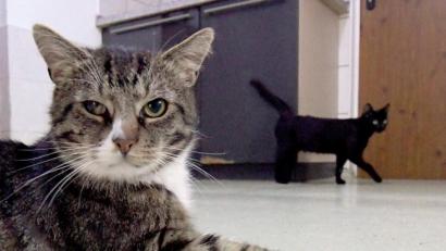 Bild: Carsten Rehder
Zwei Kater warten im Tierheim auf eine neue Familie. Foto: Carsten Rehder/dpa/Symbolbild