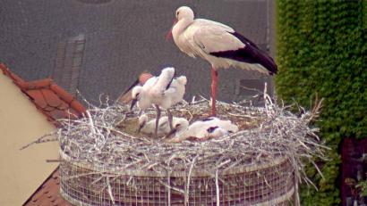 Bild: Webcam Stadt Weiden
Entspannt auf einem Bein beäugt der große Storch seinen Nachwuchs: Drei Jungvögel wachsen im Horst auf dem Alten Schulhaus in Weiden heran.