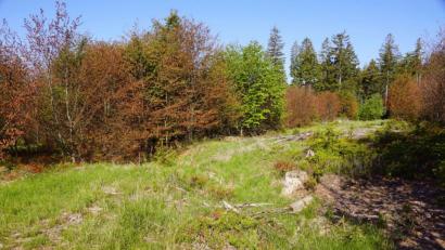 Bild: bkr
Auf der internationalen Versuchsfläche stehen vital aussehende grüne Buchen neben solchen mit erheblichen Frostschäden und braunen Blättern. .