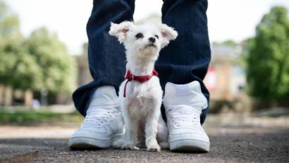 Bild: Daniel Naupold/dpa
Hund und Herrchen sind bereit: Doch was ist eigentlich beim Gassi-Gehen erlaubt, was verboten?