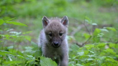 Symbolbild: Carmen Jaspersen/dpa
Auch in der Regionen scheinen Wolfswelpen unterwegs zu sein.