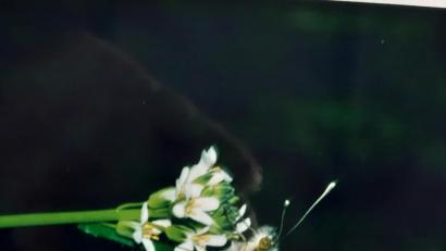 Bild: gis
Schmetterling Aurora auf Wiesenschaumkraut