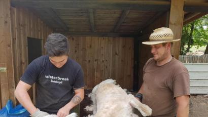 Bild: hme
Gleich hat Fonse die Schur hinter sich und kann sich dann auf die warmen Temperaturen freuen