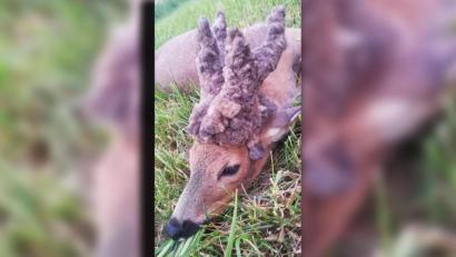 Bild: Roman Polleti/exb
Diesen sogenannten Perückenbock hat Jäger Roman Polleti im Revier Rottendorf-Nord erlegt.