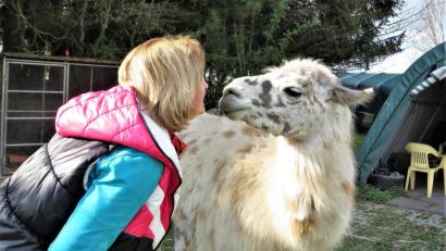 Bild: ubb
Berta Frank knutscht liebend gern mit ihren Lamas. Noch lieber unternimmt sie mit ihren Tieren aber Gruppenwanderungen.