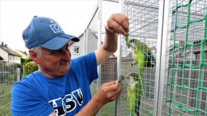 Bild: ubb
Futter fassen: Steckt Willi Kilian ein paar Salatblätter durchs Gitter der Voliere, sind die beiden Australischen Sittiche sofort da.
