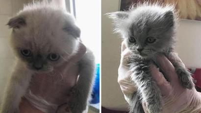 Bild: Tierheim Hersbruck
Einsatzkräfte des Zolls haben in einem Transporter ausgehungerte Katzenbabys entdeckt. Hier im Bild: Smeagol (links) und Mathilda