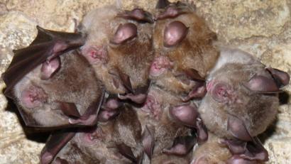 Archivbild: Rudolf Leitl/LBV/dpa
Ein Bild aus dem Fledermaushaus in Hohenburg: Hier lebt Deutschlands letzte Kolonie der Großen Hufeisennasen - und bekommt auch Nachwuchs.