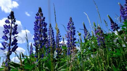 Bild: do
Ein frühsommerliches Farbfeuerwerk.