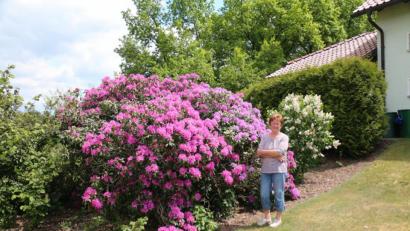 Bild: rpp
Luise Veigl aus Unterbruck nennt einen stattlichen Rhododendron ihr Eigen. Eigentlich sind es zwei Pflanzen, die seit über 25 Jahren in ihrem Garten stehen und über die sie sich in jedem Frühling freuen kann.