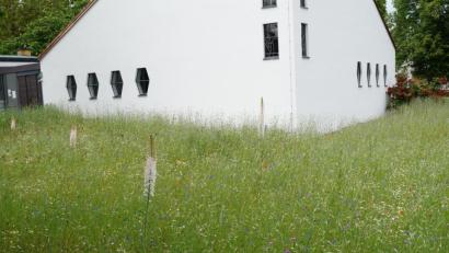 Bild: weu
Kornblumen, Raps und Mohnblumen sowie Sternkugellauch prägen gegenwärtig das Bild der insektenfreundlichen Blühwiese vor der Auferstehungskirche.