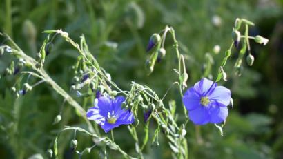 Bild: rgr
Der Staudenlein sieht wunderbar aus und bietet Nahrung für Insekten.
