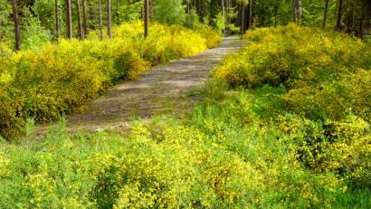 Bild: bkr
In ein gelbes Blumenmeer verzaubert blühender Ginster die Zufahrt und den Holzlagerplatzes im Forst an der Kreisstraße nach Göppmannsbühl.