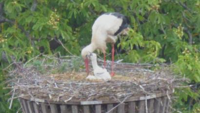 Bild: fsb
Der Storch kümmert sich um seinen Nachwuchs.