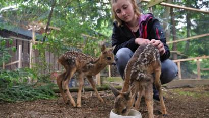 Bild: Benjamin Liss
Veronika Vachenauer hockt in einem Gatter und hat zwei junge Rehkitze bei sich. Foto: Benjamin Liss/dpa/Archivbild