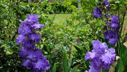 Bild: do
Die Lilien genießen hohe Symbolkraft