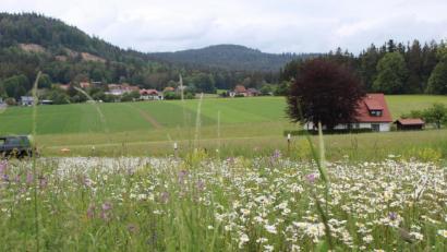 Bild: soj
Am Fuße der Kösseine erstrahlt in Schurbach zurzeit ein Blütenmeer - gebildet von verschiedenen heimischen Blumen.