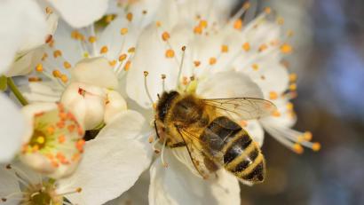 Bild:  kaschibo – stock.adobe.com
Eine Biene sammelt Pollen.