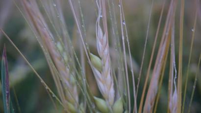 Bild: BBV Schwandorf/exb
Die Wintergersteähren weisen enorme Frostschäden auf