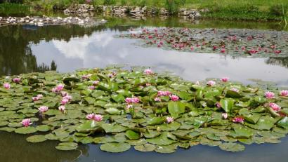 Bild: le
Ein Hingucker ist der blühende Seerosenteppich bei Schnepfenhof. Gepflegt wird die Teichanlage von Roswitha Sollfrank.