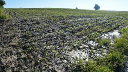 Bild: jr
Von diesem Maisfeld aus setzte sich die braune Brühe in Bewegung und floss durch die Hohlgasse auf den Pfarrer-Naber-Platz. Das Feld befindet sich gleich hinter der Wohnbebauung am Groppenheimer Weg