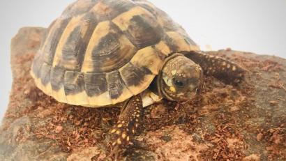 Bild: exb
"Lotte" ist endlich wieder da.