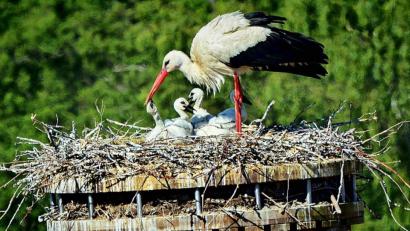 Bild: Hengge/exb
Ein Blick in die Kinderstube von Familie Storch. Die Eltern haben einiges zu tun, um das Futter für ihre vier Jungvögel herbeizuschaffen.