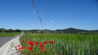 Bild: ak
Mohnblumen erfreuen Herz und Auge.