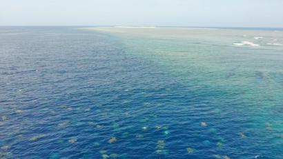Bild: Great Barrier Reef Foundation/ Queensland Government/dpa
Schildkröten schwimmen im Meer am nördlichen Great Barrier Reef (Aufnahme mit einer Drohne). Der weltweit größte Nistplatz für Grüne Meeresschildkröten ist noch viel größer als bislang gedacht. Forscher haben die gefährdete Schildkrötenart auf Raine Island jetzt mit Hilfe einer Drohne gezählt und waren überrascht: Bis zu 64 000 Schildkröten tummelten sich rund um die Koralleninsel - fast doppelt so viele wie bisher angenommen.