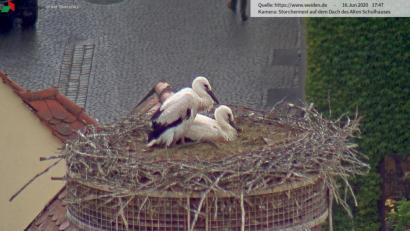 Bild: Webcam Stadt Weiden
Da waren es nur noch zwei im Nest auf dem Alten Schulhaus.