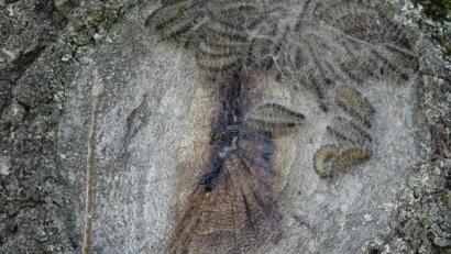 Bild: ak
An dem Baum fanden die Verantwortlichen des Schäferhundevereins eine Ansammlung von Raupen des Eichenprozessionsspinners.