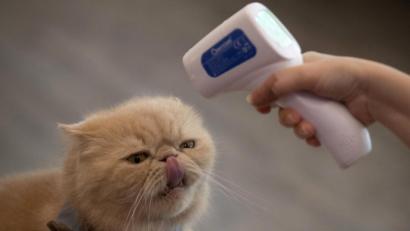 Bild: Sakchai Lalit
Tierärzte, die auf Corona testen, müssen positive Fälle bei den Behörden anzeigen. Das soll für alle vom Menschen gehaltenen Tiere gelten.