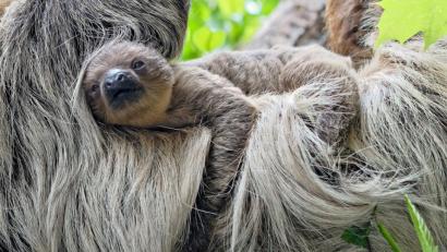 Archivbild: Michael Matziol/dpa
Ein junges Faultier hängt im Tierpark Hellabrunn im Fell seiner Mutter.