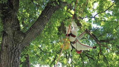 Bild: stg
In luftiger Höhe ist Hermann Prölß vom Maschinenring Tirschenreuth unterwegs, um Gespinste des Eichenprozessionsspinners zu entfernen.