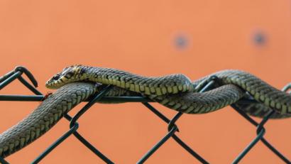 Bild: Rudi Wilhelm
Ringelnatter und Ameise am Maschendrahtzaun.