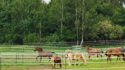 Bild: gz
Das Unterstellen von Pferden in Gemeinschaftsstallungen wird immer beliebter.