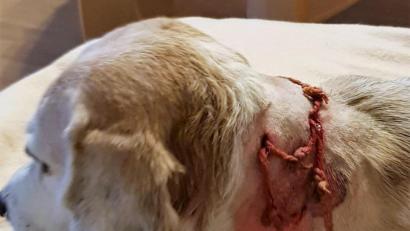 Bild: Werner Dietrich/exb
Schock bei Tier und Halter: Der Beagle von Werner Dietrich aus Vilseck nach der ersten Behandlung beim Tierarzt.