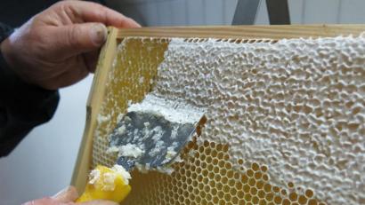 Bild: njn
Imker, die an den leckeren Honig wollen, müssen die Waben erst entdeckeln. Doch um überhaupt „ernten“ zu können, braucht es genügend Bienen. Denen mangelt es derzeit jedoch an Futterquellen.