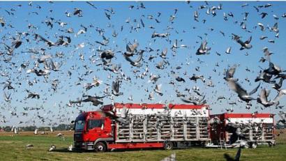 Symbolbild: Verband deutscher Brieftaubenzüchter hka
So sieht es aus, wenn die Boxen des Kabi geöffnet werden und Tausende Brieftauben zum Heimflug starten.