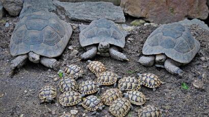Bild: twi
Die Schildkröteneltern freuen sich über ihren Nachwuchs, der mittlerweile neun Monate alt ist.