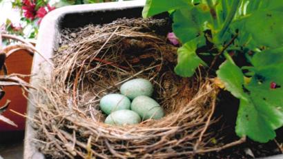 Bild: Sieglinde Luber/exb
Vier türkisgrüne Vogeleier hat Sieglinde Luber in den Geranienkästen ihrer Gartenlaube entdeckt: Eine Amselmutter hat sich das ruhige Eck auf dem Grundstück am Feuerhof als Nistplatz ausgesucht - zur Freude der Bewohner.