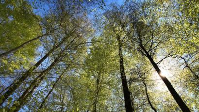 Bild: Karl-Josef Hildenbrand/dpa
Buchen stehen bei Sonnelicht in einem Wald.
