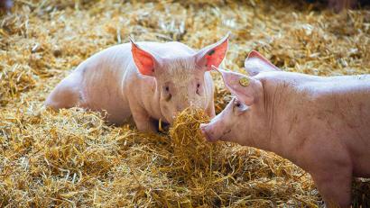 Bild: exb/Metzgerei Strobel
Stroh macht froh. Herbert Hottner verwendet in seiner Metzgerei nur noch das Fleisch von sogenannten Strohschweinen. Auch seine Bratwürste auf dem Bergfest werden daraus hergestellt.