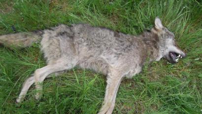 Bild: exb
Der Wolf wurde bei Pressath von einem Auto erfasst.