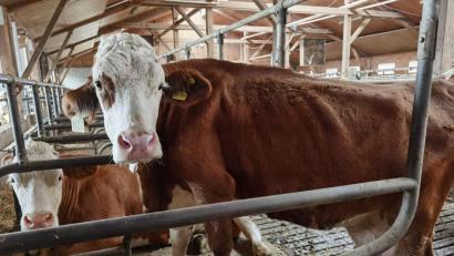 Bild: Irina Primbs/dpa
Die erkrankte Kuh Ginny steht im Stall.