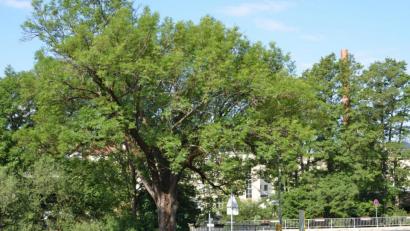 Bild: Benkhardt
Die Tage der Esche an der Fichtelnaabbrücke am Naabberg sind gezählt. Der Baum muss einem Regenrückhaltebecken weichen.